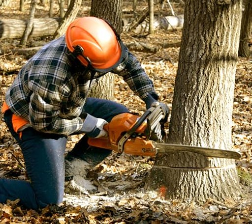 Tree Removal in Como, MS